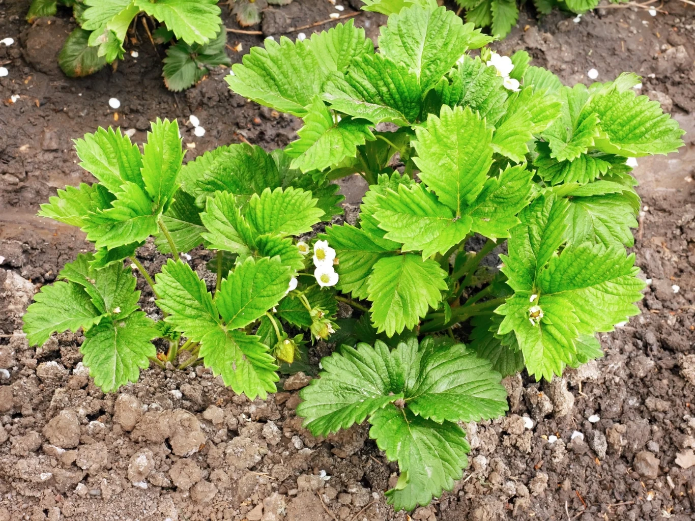Krzak truskawki z dużymi, zielonymi liśćmi oraz kilkoma białymi kwiatami.