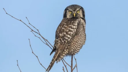 Gdzie żyje sowa jarzębata? U nas to rzadki gość