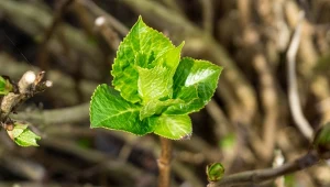 Rozmnażanie hortensji drzewiastej ze zdrewniałych pędów to jeden z najprostszych sposobów na darmowe rośliny w ogrodzie.