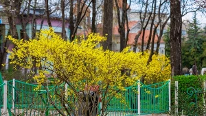 Forsycja kwitnie słabo i krótko? Zrób domowy nawóz i podlej krzew