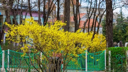 Forsycja będzie kwitła pięknie i długo, gdy zasilisz ją domowym nawozem z drożdży.