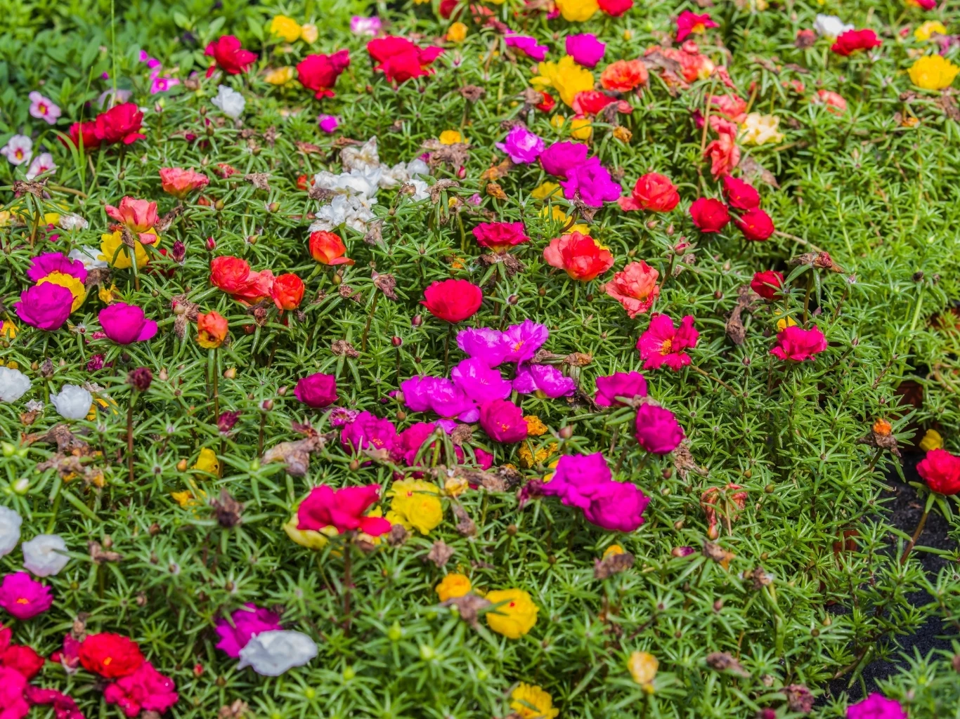 Kwitnące portulaki o intensywnie różowych, czerwonych, żółtych i białych kwiatach na tle gęstych, zielonych łodyg i liści.