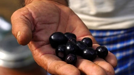 Ten owoc ma słodko-ostry smak. Jest niezastąpiony przy cukrzycy i wspiera odporność