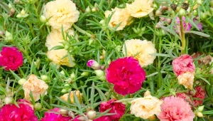 Wymaga mniej niż pelargonia, a kwitnie jak szalona. Rośnie na piasku