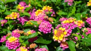 Lepsza niż hortensja. Czaruje feerią barw od wiosny do jesieni 