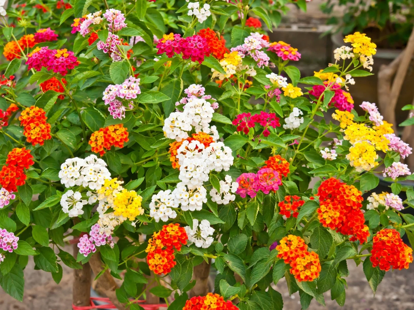 kolorowe kwiaty lantany o kwiatach w odcieniach bieli, żółci, czerwieni, różu i pomarańczu, skupione w gęstych baldachach, otoczone zielonymi liśćmi