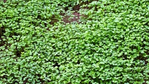 Wystarczy wysiać, a gleba sama się wzbogaca. Działa jak nawóz 