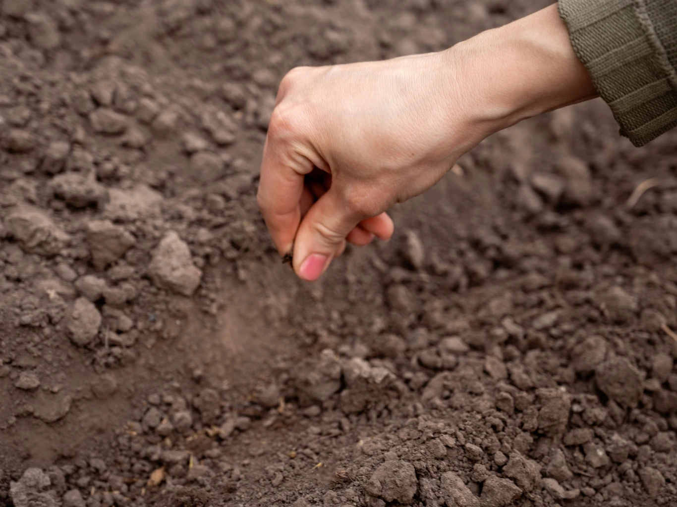 ręka wsypująca nasiona do wilgotnej, spulchnionej ziemi podczas siania