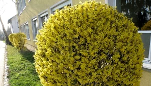 Forsycja będzie kwitła nawet tydzień dłużej. Podlej ją prostą mieszanką