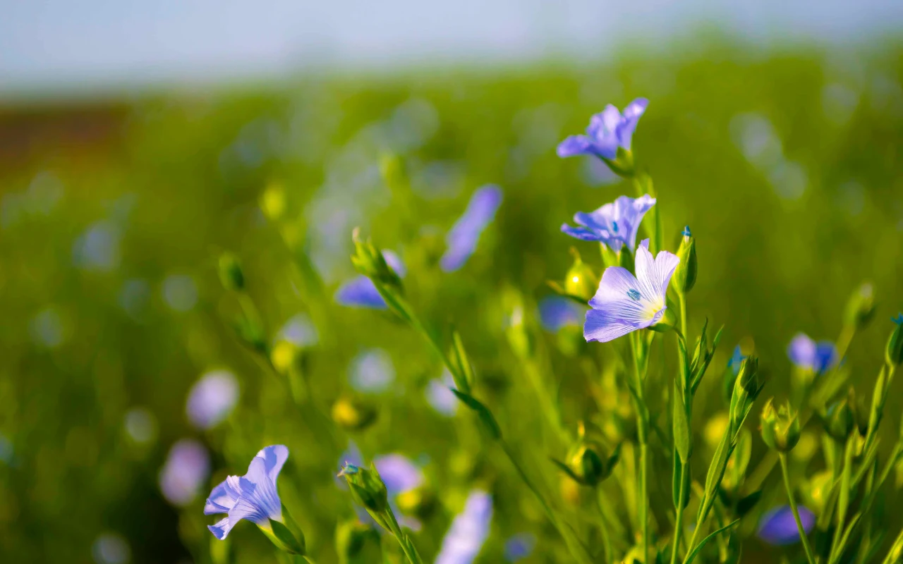 delikatne niebieskie kwiaty lnu rosnące na tle soczyście zielonej łąki w słoneczny dzień