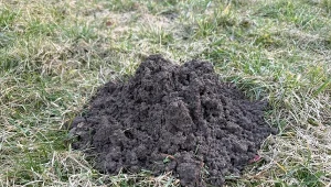 Polej obficie każdy kopiec. Krety szybciutko uciekną z ogrodu