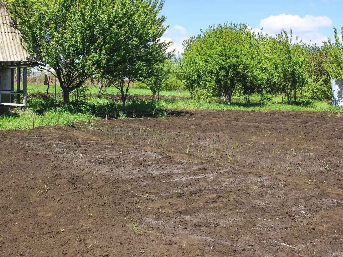 uprawiony kawałek ziemi z młodymi sadzonkami, otoczony zielonymi drzewami, z lewej strony fragment drewnianego budynku