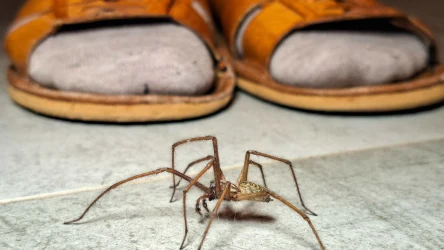 Pająki nie znoszą tych roślin. Posadź w pobliżu domu, a nie wejdą