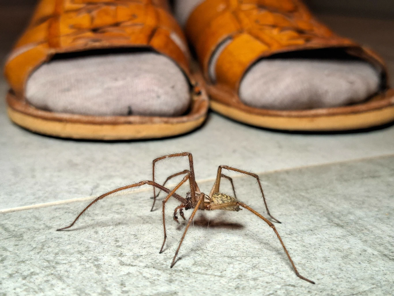 Kątnik domowy to popularny pająk, który mieszka w wielu domach. Czy jest jadowity i czy trzeba się go pozbywać? Duży brązowy pająk na podłodze, przed parą stóp w kapciach i skarpetkach. Kątnik domowy.