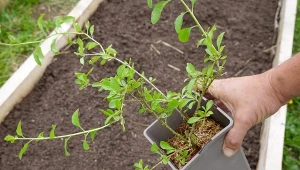 Azjatycki superowoc w twoim ogrodzie. Poznaj patenty na bogaty plon