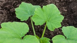 Ogrodnicy właśnie wtedy sieją cukinię. Owoce rosną jak na drożdżach