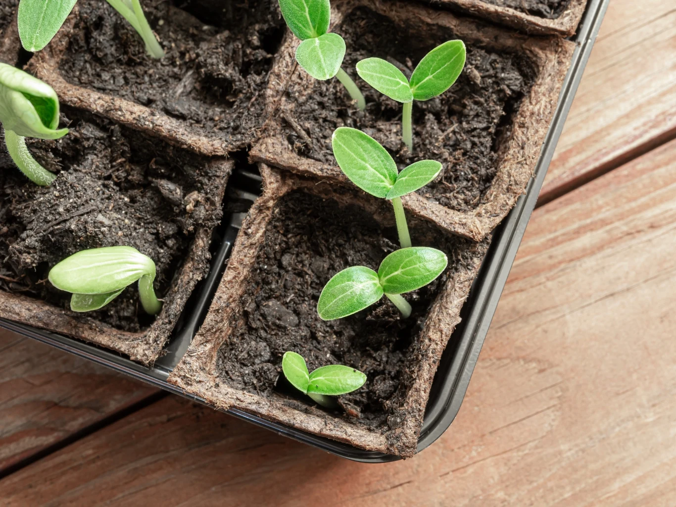 Rozsada cukinii w biodegradowalnych doniczkach.