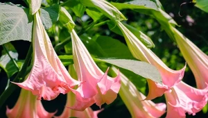 Metoda doniczka-doniczka sprawi, że przesadzanie anielskich trąb stanie się szybkie i proste