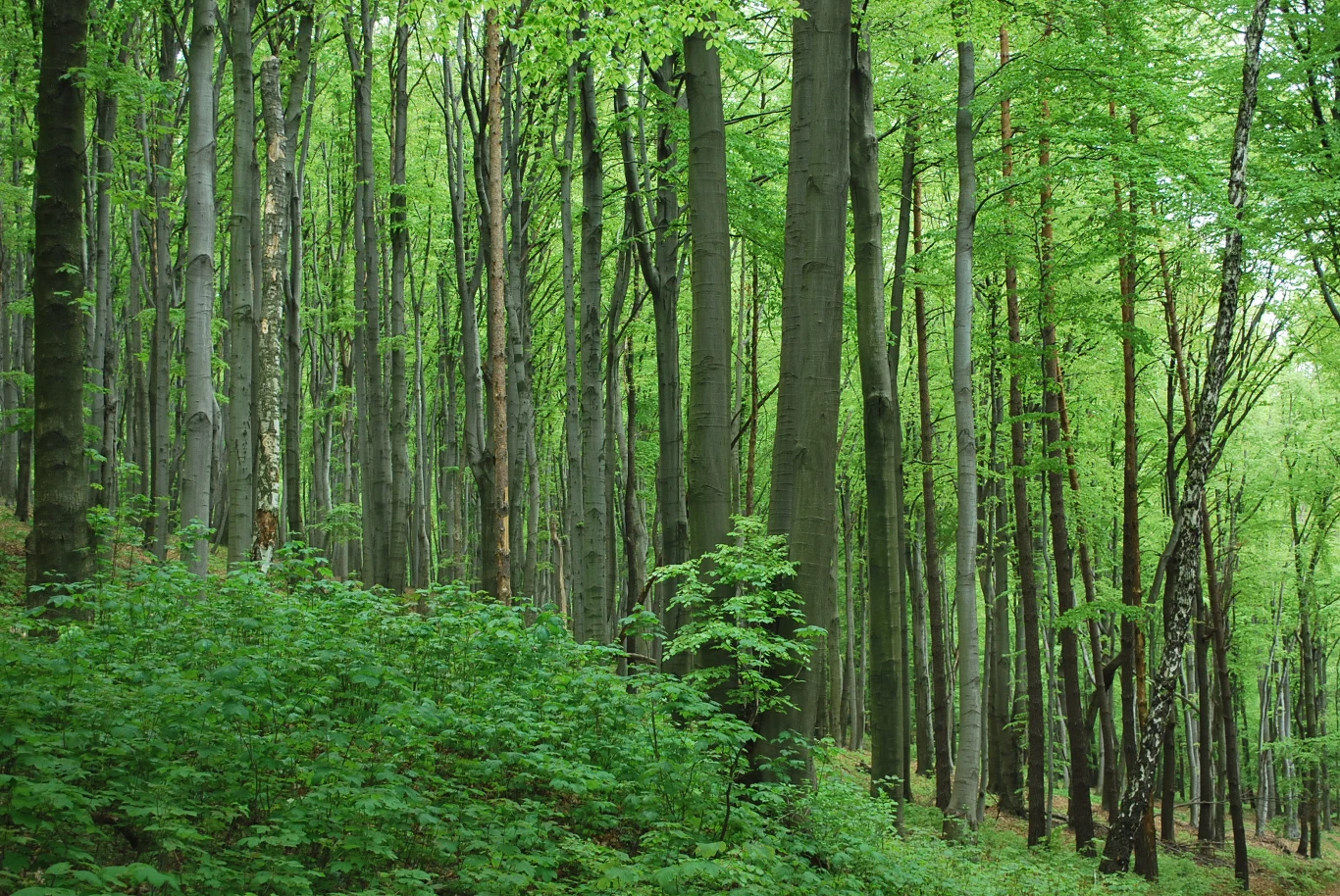 gęsty liściasty las z wysokimi, prostymi pniami drzew i bujnym zielonym podszytem, przez który przebija się naturalne światło