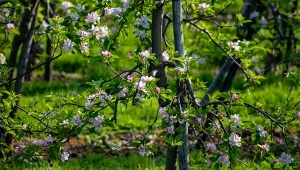 Posadź w pobliżu jabłonki. Są jak strażnicy, owoce będą miały mniej robaków