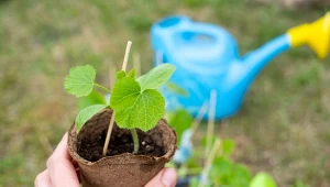 Mocny korzeń i silna sadzonka cukinii. Zadbaj teraz, plon będzie duży