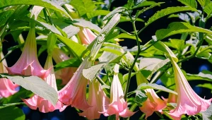 Anielskie trąby będą kwitły jak w raju. Metoda jest prosta, bez nawożenia