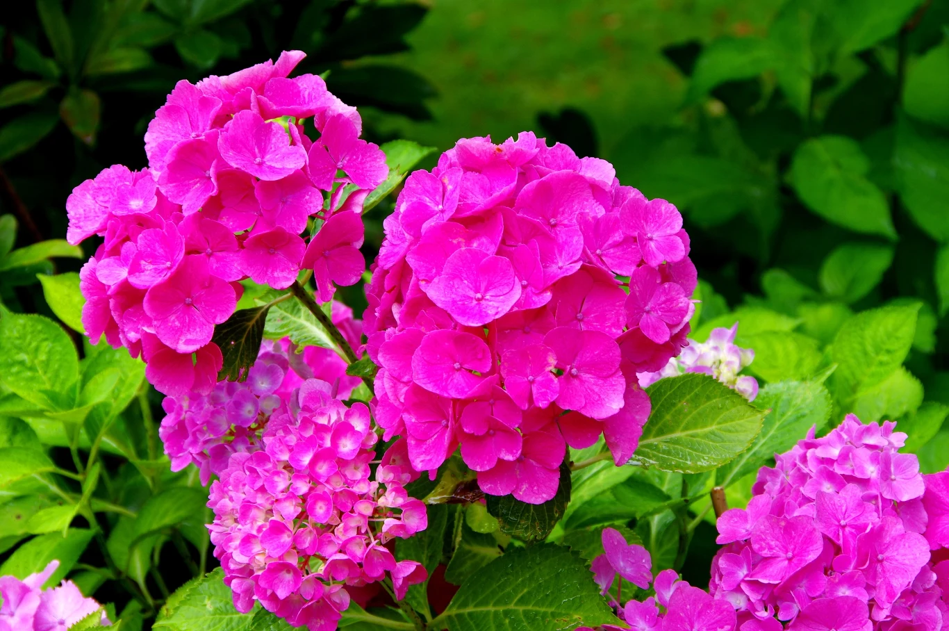 Hortensje obsypią się w sezonie morzem kwiatów. Wystarczy, że podejmiesz teraz odpowiednie działania. Różowe hortensje o dużych, kulistych kwiatostanach na tle zielonych liści w ogrodzie. Bujne kwitnienie jako efekt działań.