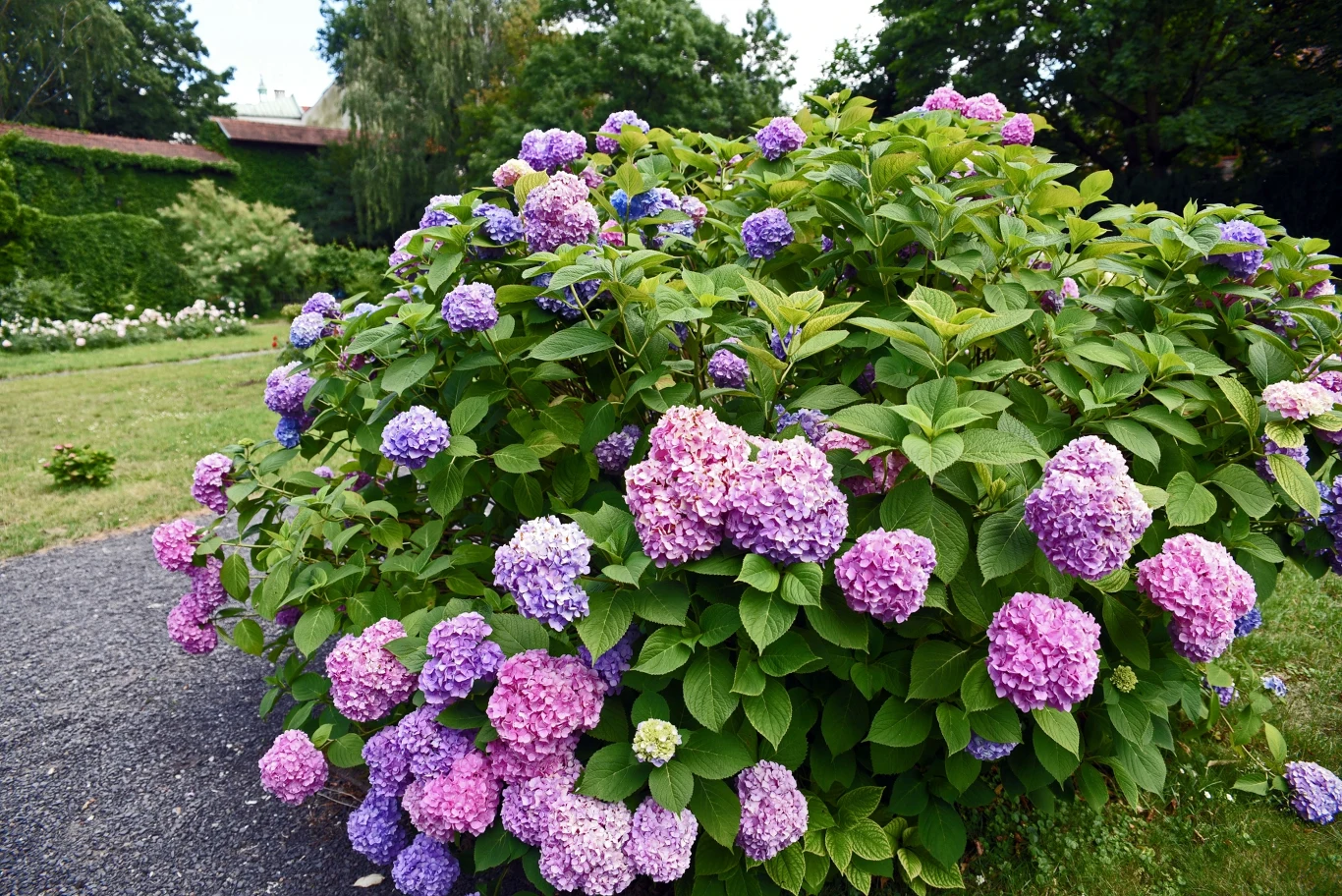 Początek sezonu to kluczowy moment dla hortensji. okazały krzew hortensji o dużych, kulistych kwiatach w odcieniach fioletu, różu i błękitu, rosnący tuż przy żwirowej ścieżce w ogrodzie otoczonym zielenią