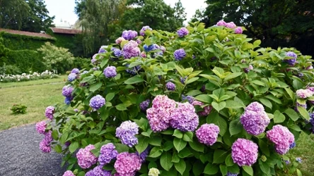 Jak zadbać o hortensje, by pięknie kwitły?