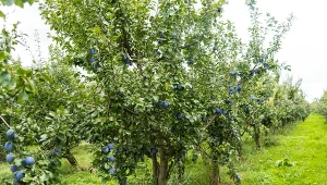 Śliwy są bardzo atrakcyjne dla szkodników, ponieważ ich owoce są soczyste.