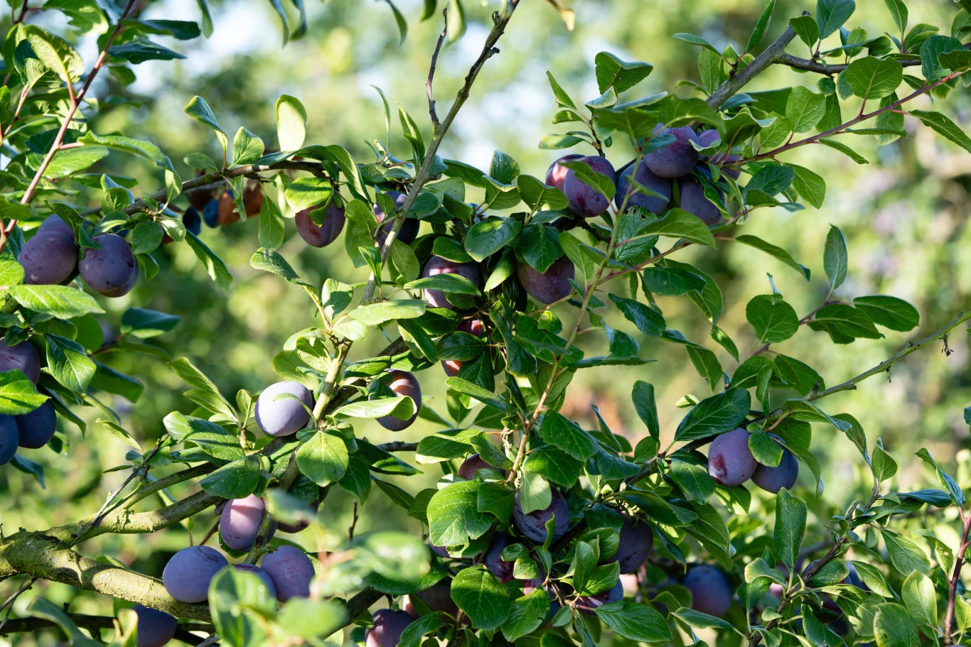 gałęzie drzewa śliwowego obficie obsypane dojrzałymi, fioletowymi śliwkami pośród gęstych, zielonych liści