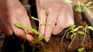 Unikaj jednego błędu przy pikowaniu. Sadzonki pomidorów będą mocne i zdrowe