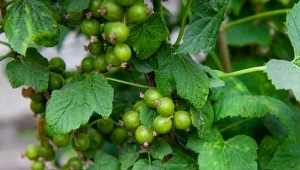 Syp, a nie nadążysz z przerabianiem porzeczek. Nawóz złoto