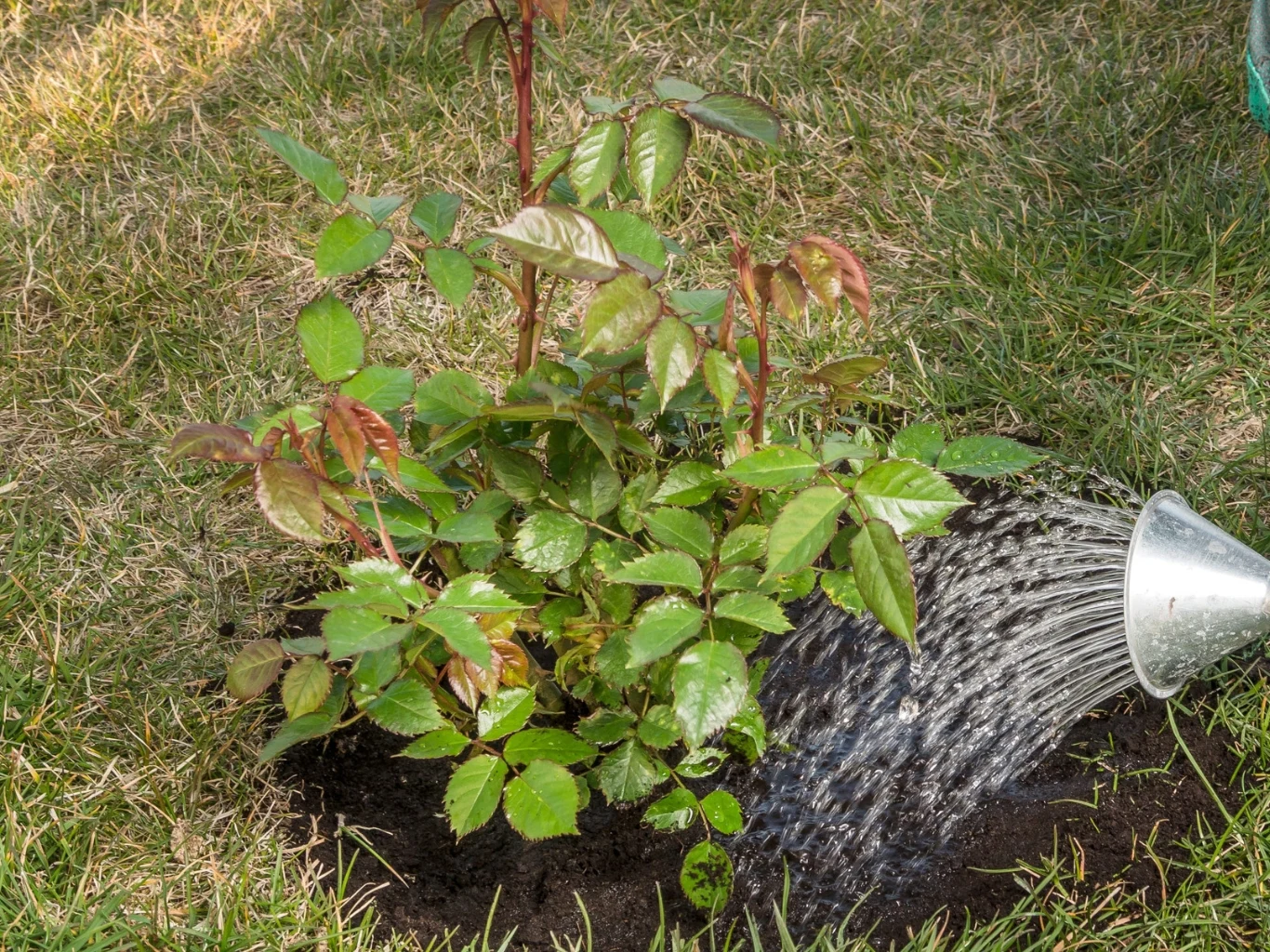 młody krzew róży podlewany wodą z metalowej konewki, ustawiony na świeżo wykopanej ziemi otoczonej zielonym trawnikiem
