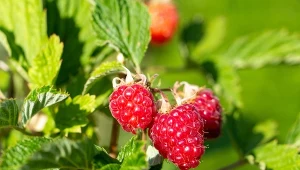 Marzysz o koszach pełnych malin? Nie sadź obok popularnej rośliny