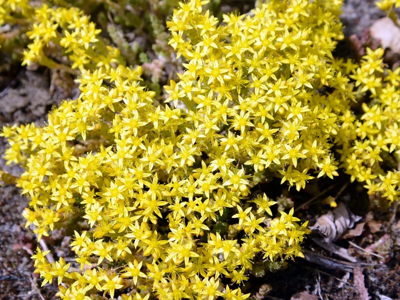 Podpowiadamy, jak uprawiać rozchodnik ostry, by dobrze rósł i obficie kwitł. Gęsta kępa rozchodnika ostrego z drobnymi, żółtymi kwiatami rozpościerająca się na ziemistej glebie.
