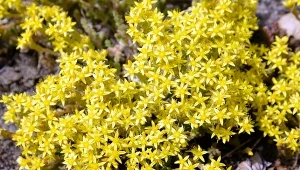 Jak uprawiać rozchodnik ostry?