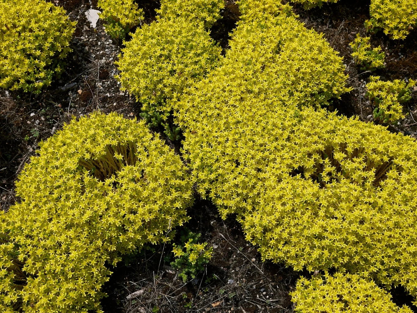 Rozchodnik ostry tworzy niskie, kwitnące poduchy. Gęste kępy żółtych, drobnych kwiatów rozchodnika ostrego rozrastają się na ciemnym podłożu, tworząc kontrastujące, miękkie poduszki o nieregularnych kształtach.