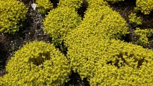 Wygląda jak złoto pod stopami. Upiększa puste miejsca w ogrodzie