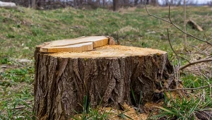 Wywierć otwór i wsyp do wnętrza. Usuniesz pień bez wysiłku i zachodu 