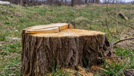 Jak ułatwić sobie usuwanie pnia? Wypróbuj ten sposób