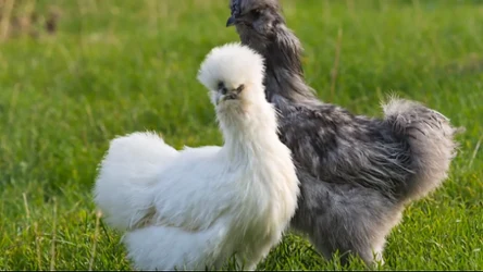 Czysta Polska - odcinek 254