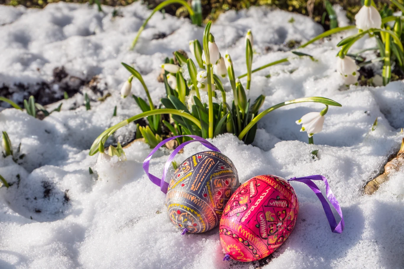 Śnieg na Wielkanoc. Synoptycy zapowiadają ochłodzenie. Dwie kolorowe pisanki na śniegu obok kwitnących śnieżyczek i zielonych liści roślin.