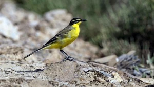 Quiz ornitologiczny dla miłośników przyrody. Ile punktów zdobędziesz?