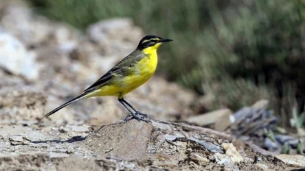 Jak dobrze znasz ptaki wędrowne, które wiosną przylatują do Polski?