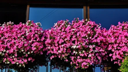 Morze kwiatów na balkonie. Wystarczy, że bratki i petunie wiosną będziesz podlewać tym.
