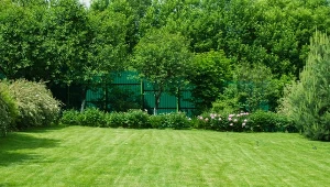 Siew trawnika wczesną wiosną. Kiedy i jak siać trawę w ogrodzie?