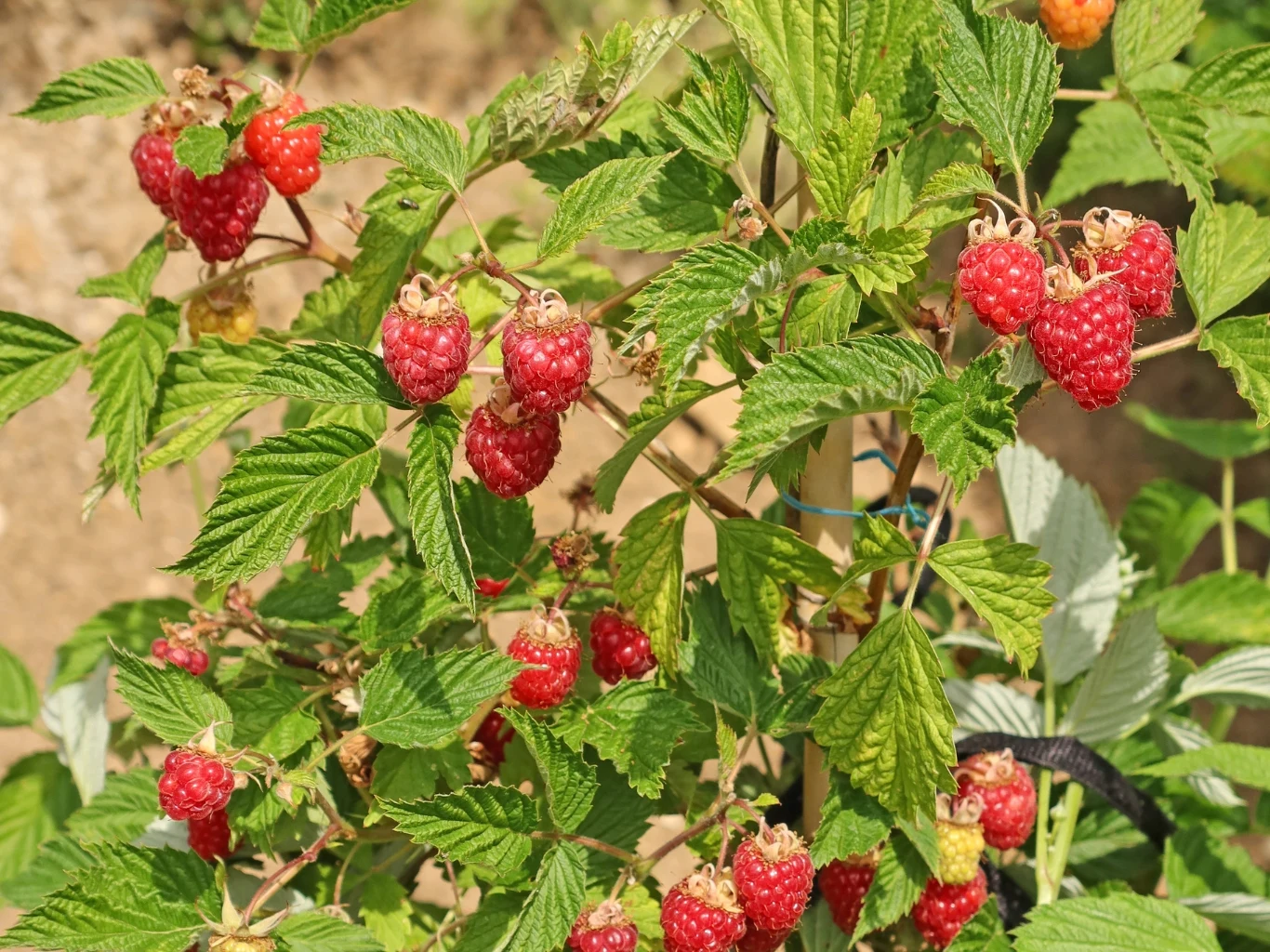 Krzew malin z licznymi dojrzałymi, czerwonymi owocami na tle zielonych liści.