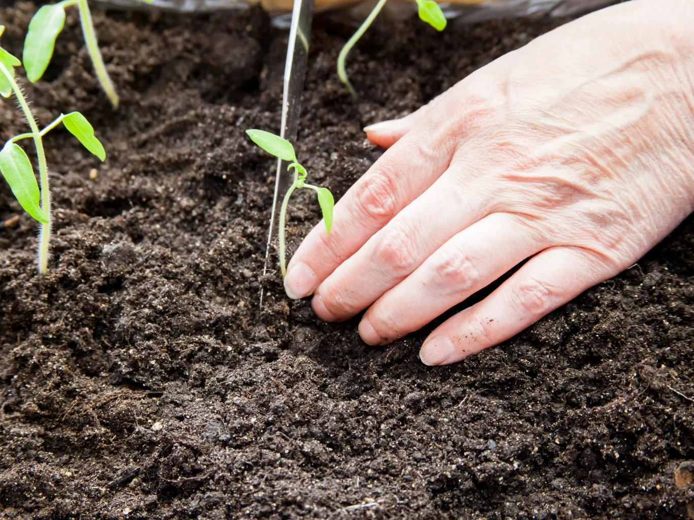 Po pikowaniu sadzonki ustawiamy na dobę w miejscu osłoniętym przed ostrym światłem słonecznym. dłoń osoby sadzącej młodą sadzonkę w wilgotnej, ciemnej ziemi między innymi kiełkującymi roślinami