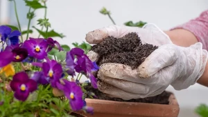 W marcu warto zasadzić odporne na przymrozki rośliny ozdobne, które w czasie świąt będą pięknie zdobić ogród i taras